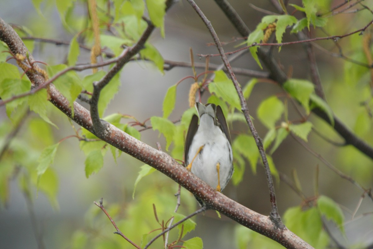 Streifenwaldsänger - ML646752439