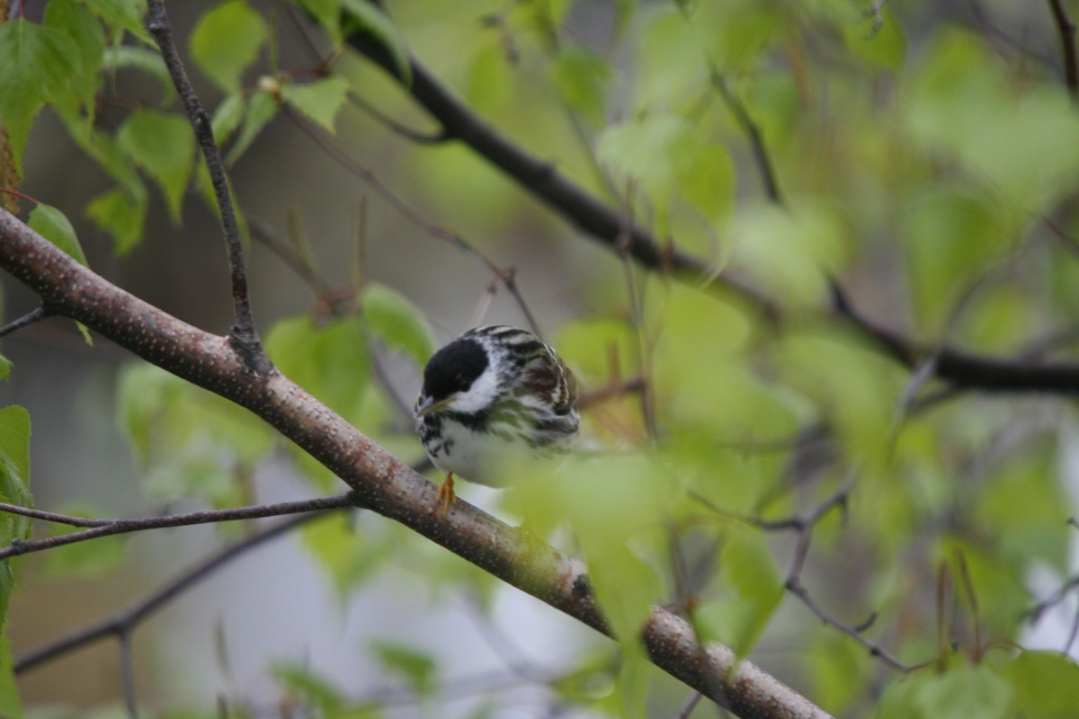 Streifenwaldsänger - ML646752440