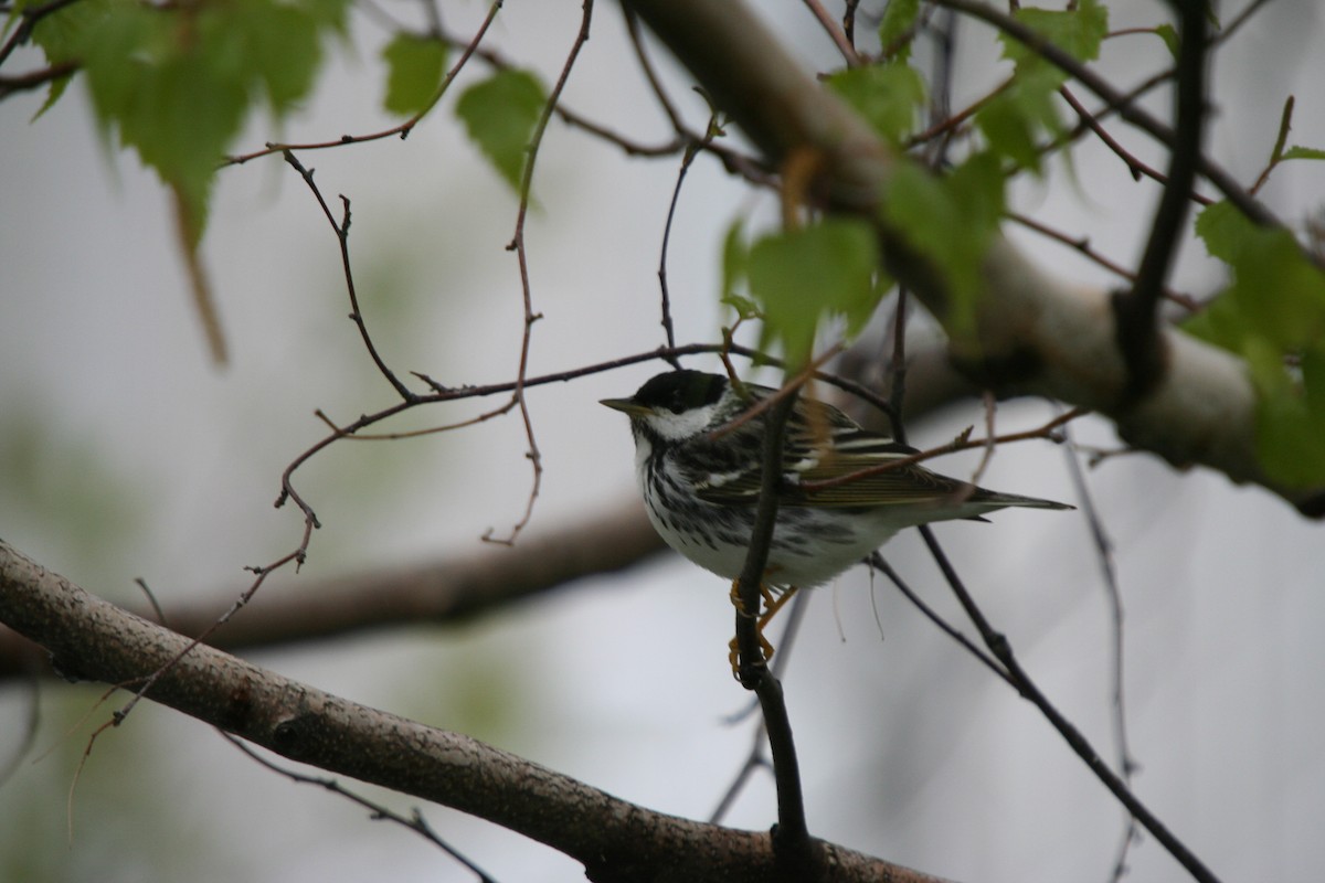 Streifenwaldsänger - ML646752441