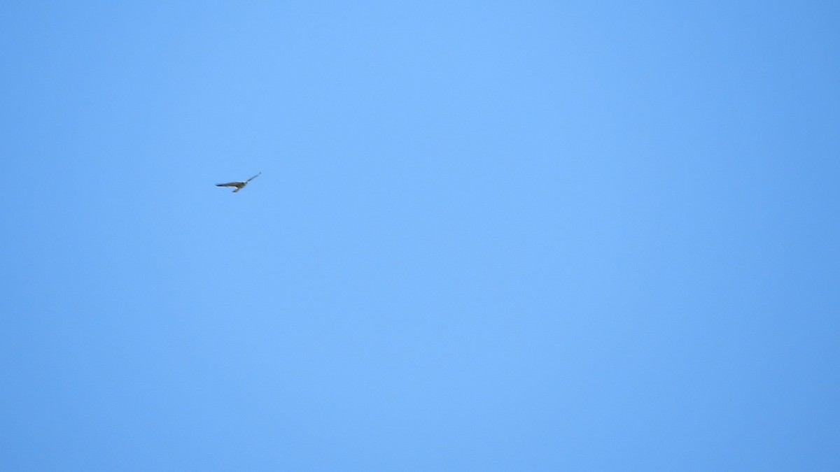 Swainson's Hawk - ML646752442