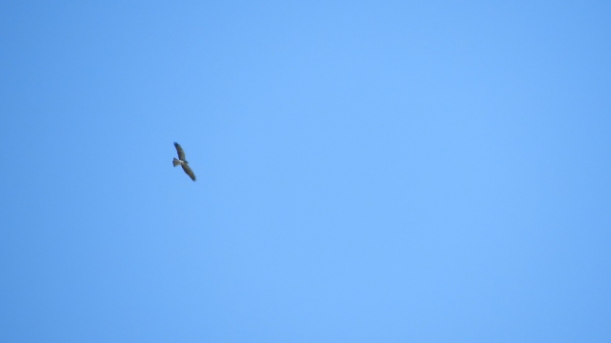 Свенсонов канюк - ML646752443