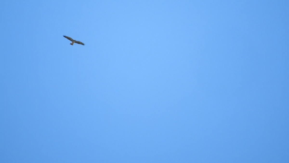 Свенсонов канюк - ML646752444