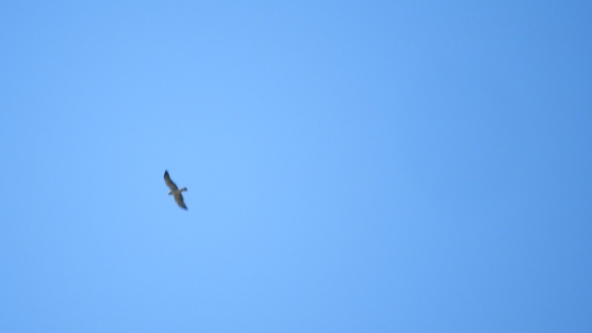 Свенсонов канюк - ML646752445