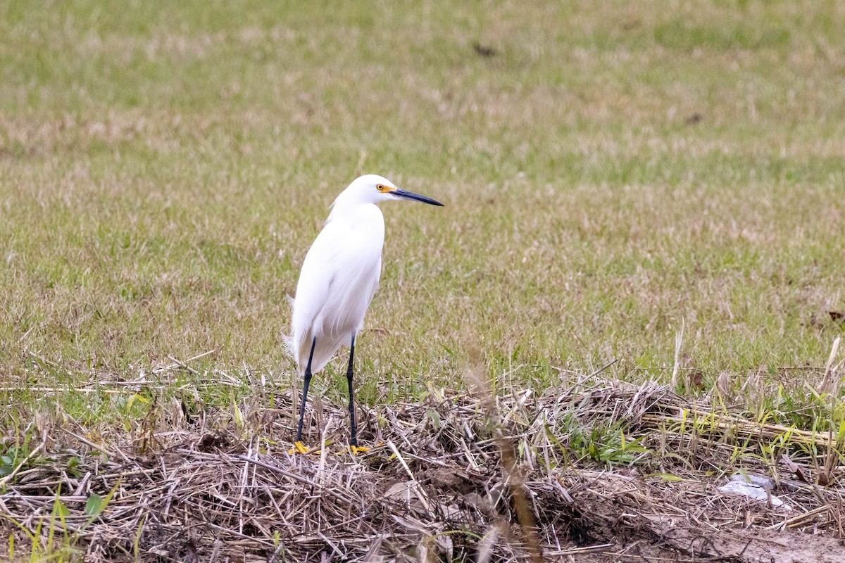 Snowy Egret - ML646752447