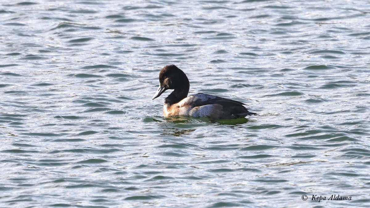Lesser Scaup - ML646752448