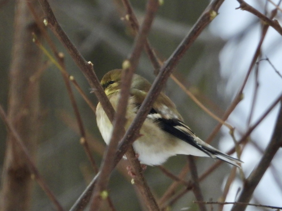 American Goldfinch - ML646752449