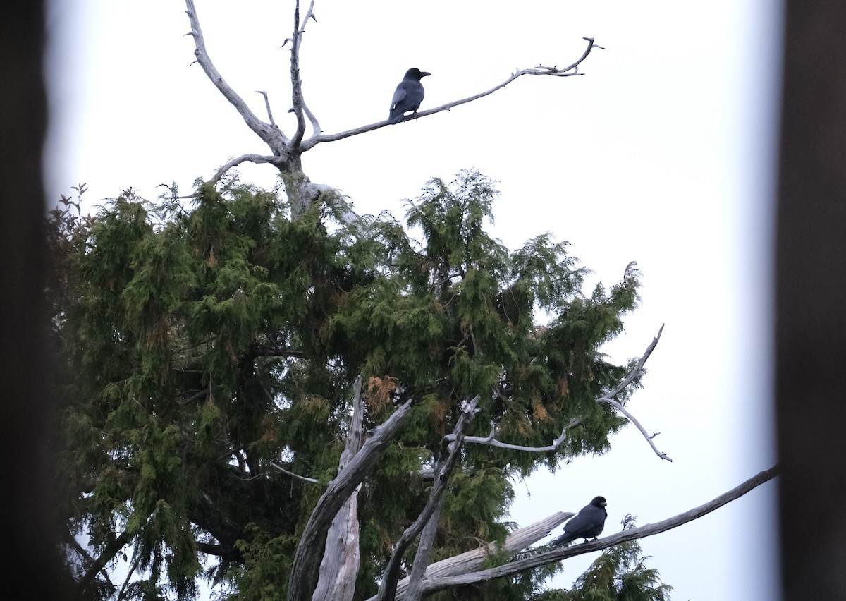 Large-billed Crow (Large-billed) - ML646752450