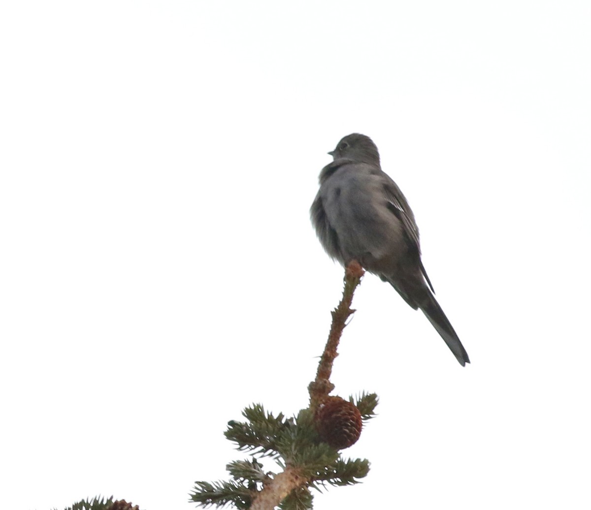 Townsend's Solitaire - ML646752451