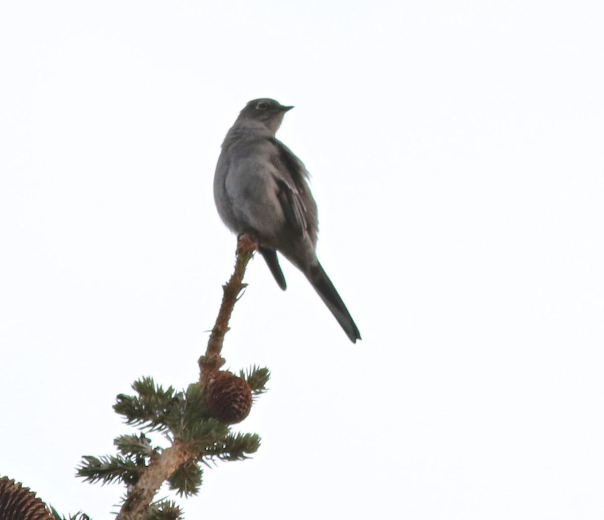 Townsend's Solitaire - ML646752452