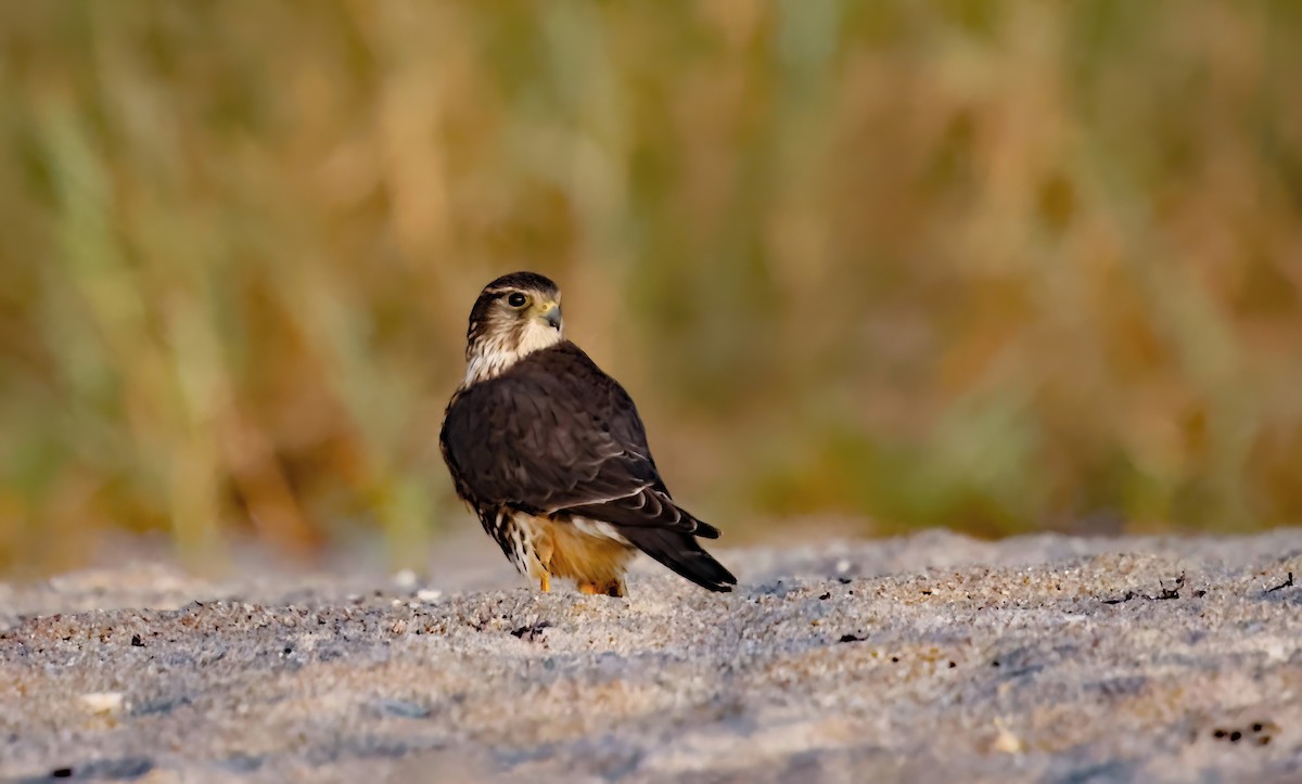 Merlin - ML646752453