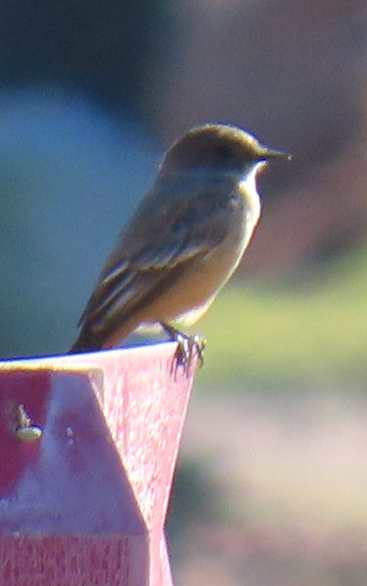 Say's Phoebe - ML646752454