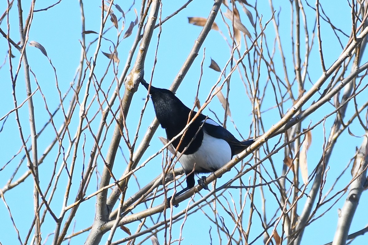 Black-billed Magpie - ML646752455