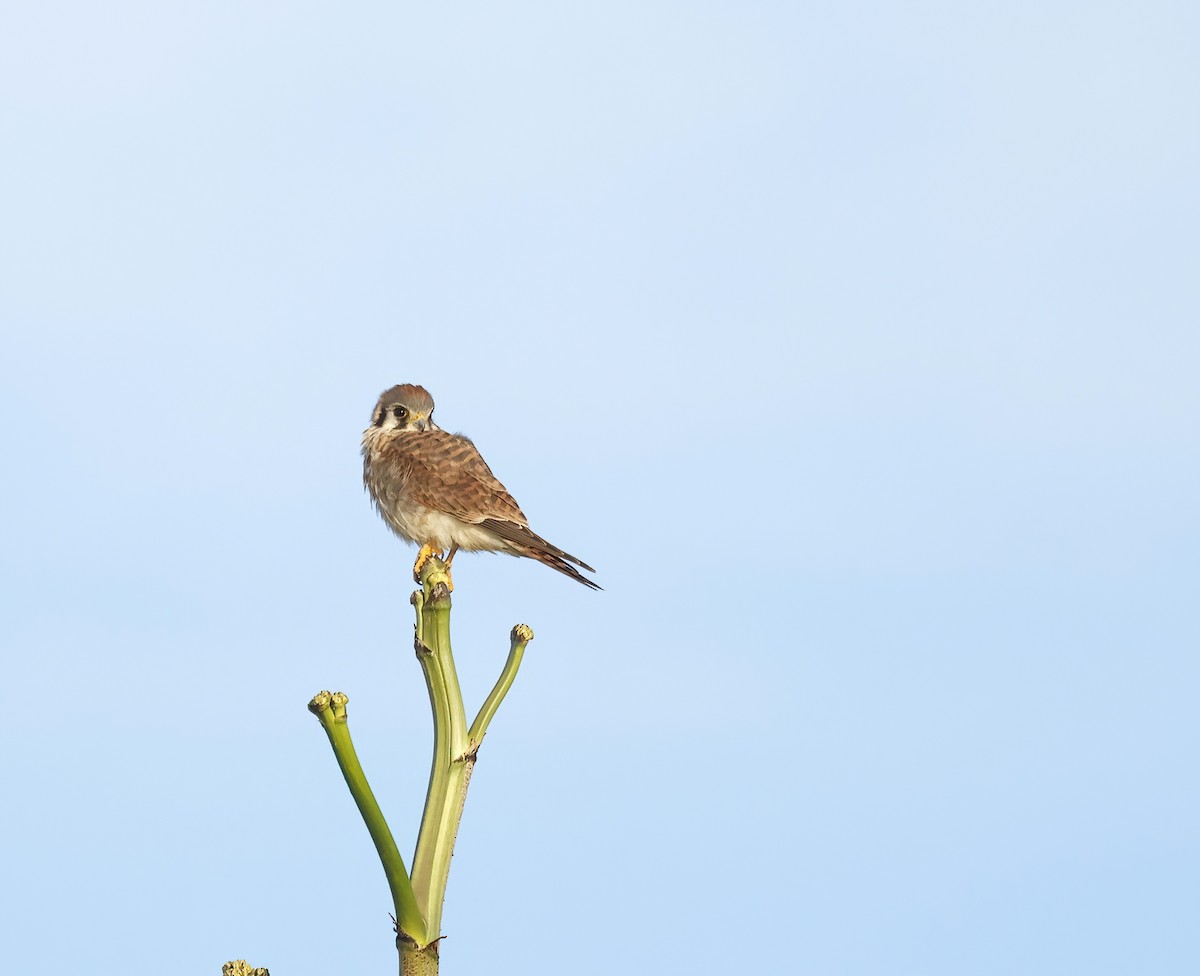 American Kestrel - ML646752456