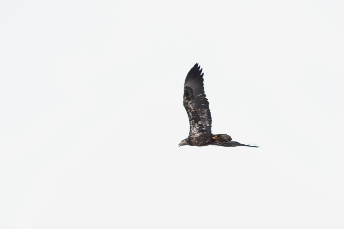 Bald Eagle - ML646752457