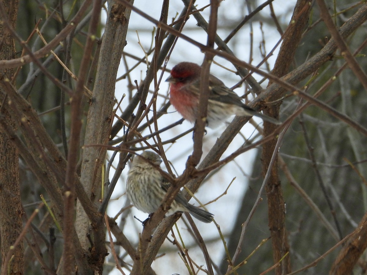 House Finch - ML646752458