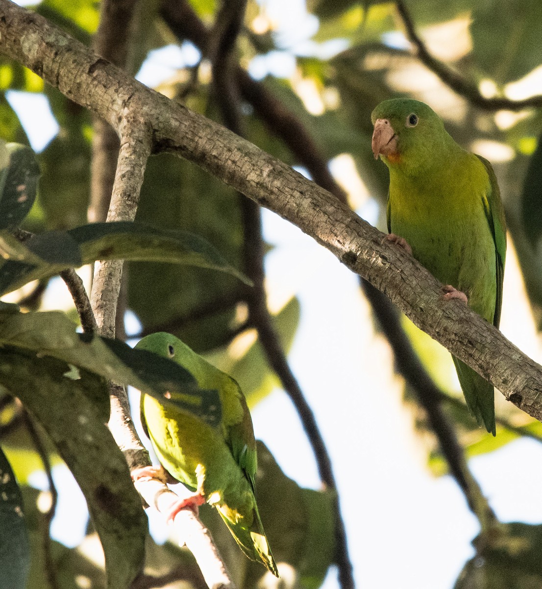 Orange-chinned Parakeet - ML646752459