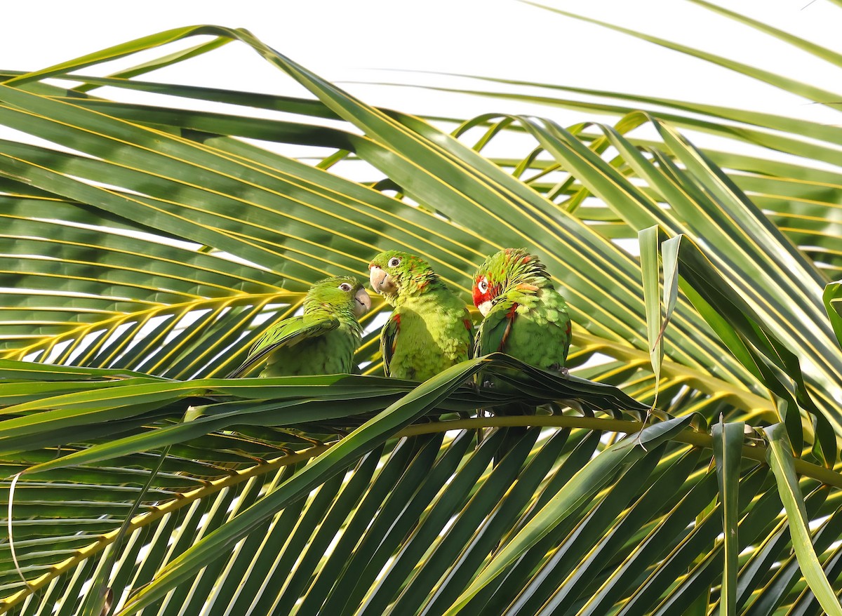 Aratinga de Guayaquil - ML646752460