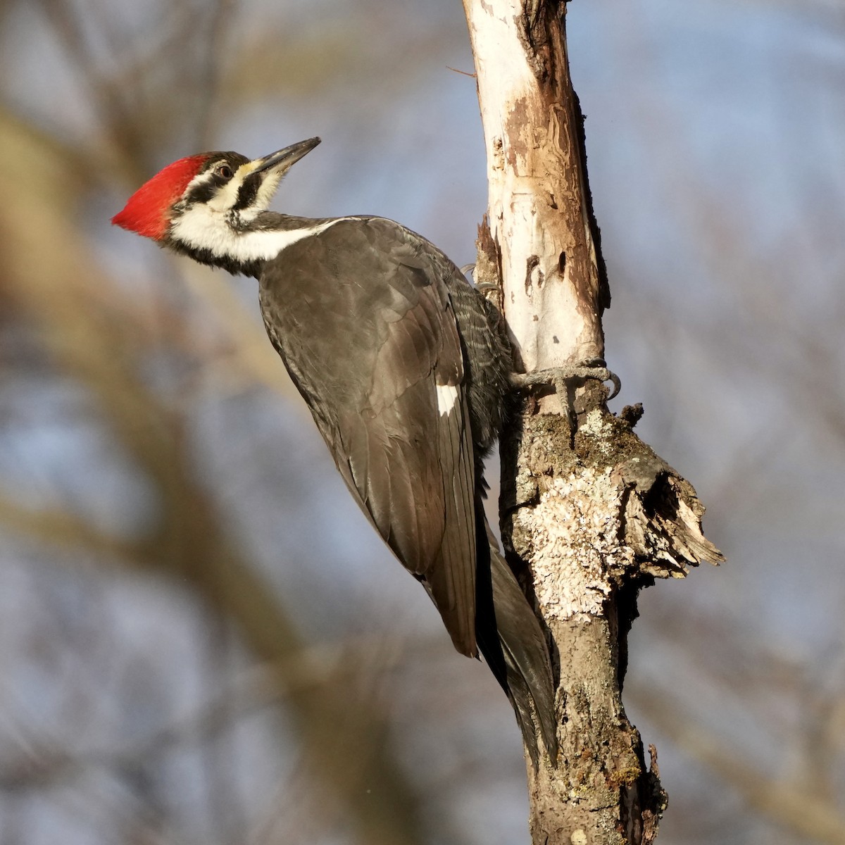Pileated Woodpecker - ML646752461