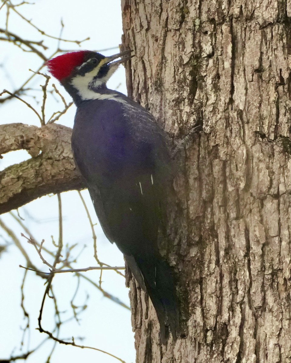 Pileated Woodpecker - ML646752462