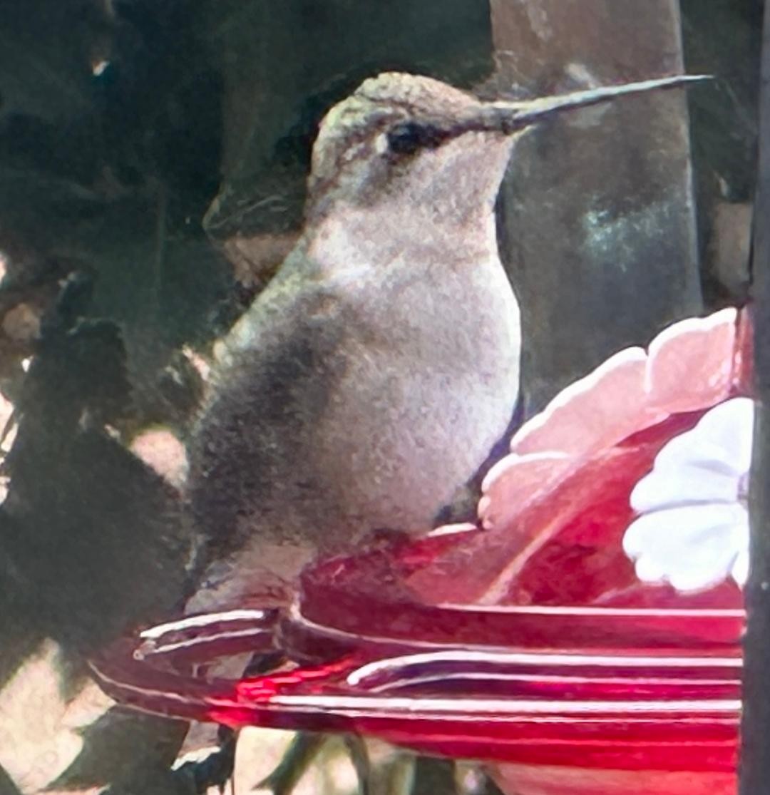 Ruby-throated Hummingbird - ML646752463