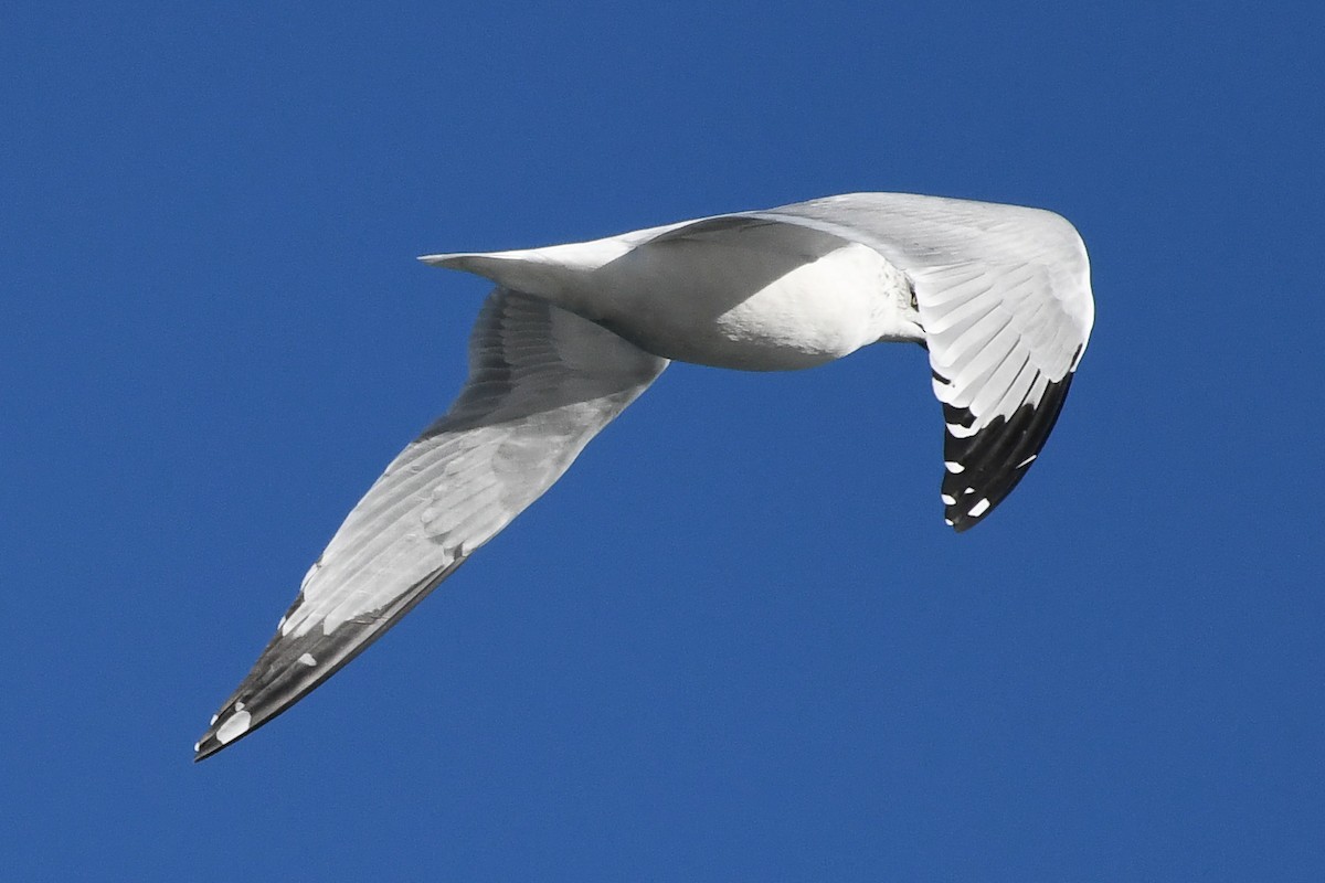 Ring-billed Gull - ML646752465