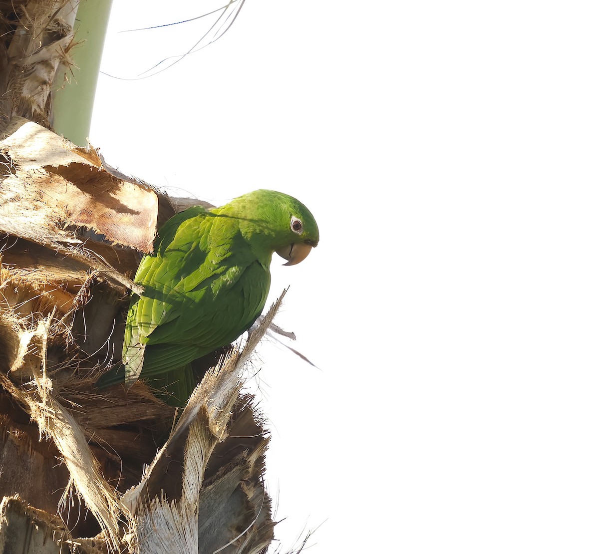 Aratinga Ojiblanca - ML646752467