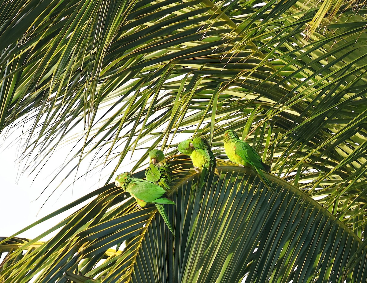 Aratinga Ojiblanca - ML646752468