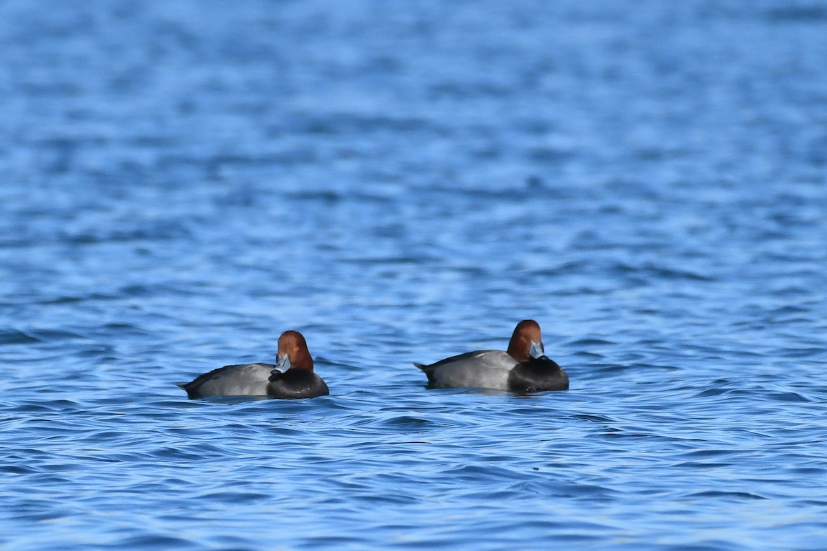 Redhead - ML646752469