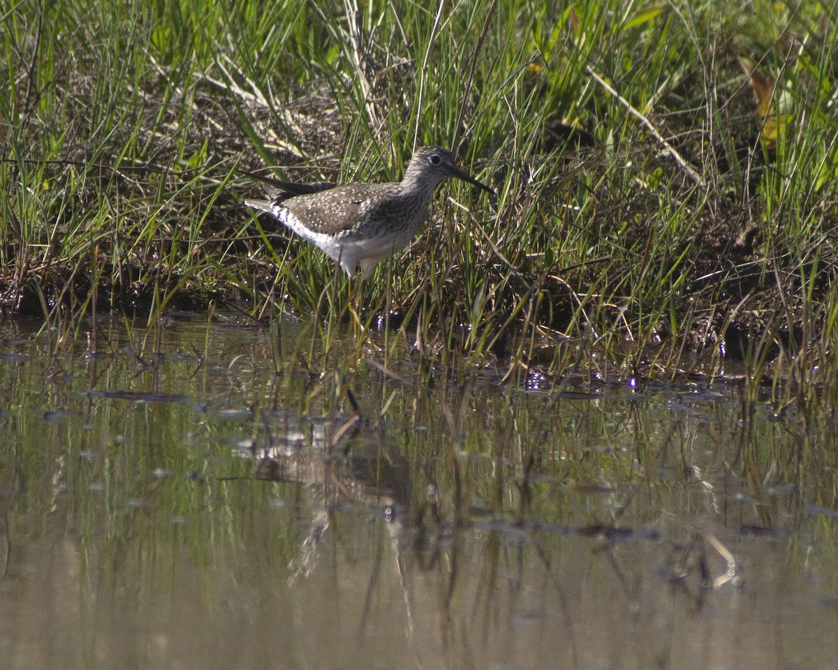 Solitary Sandpiper - ML646752471
