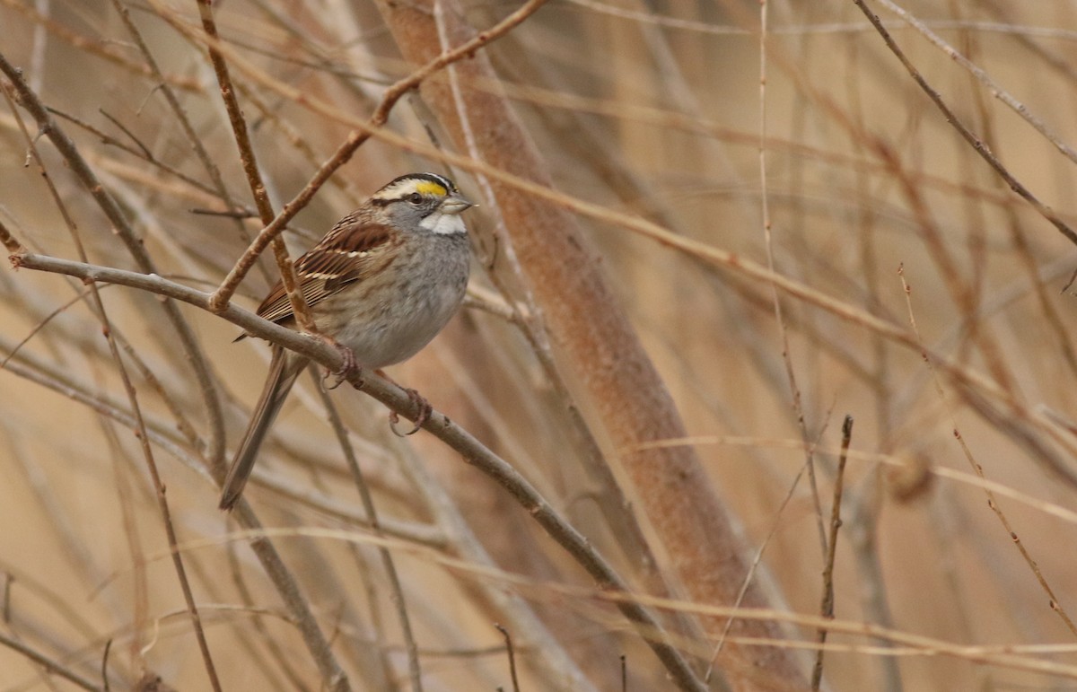 White-throated Sparrow - ML646752472