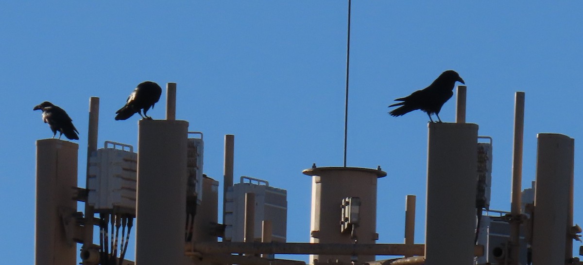 Common Raven - ML646752473