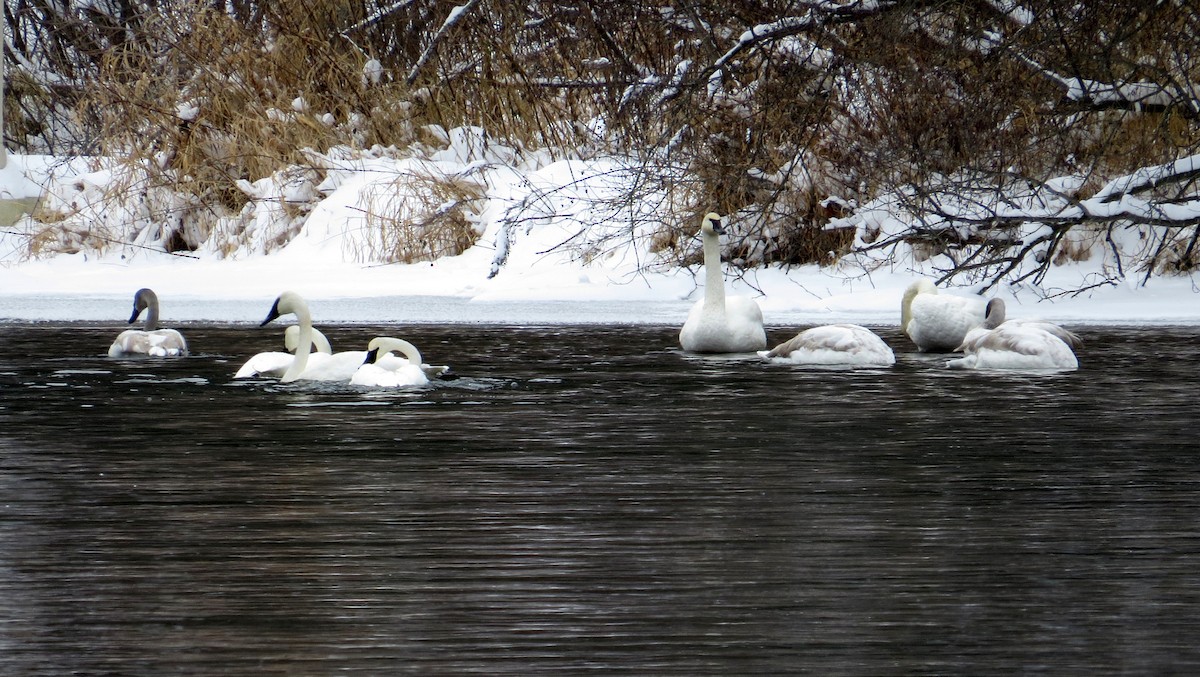 Trumpeter Swan - ML646752475