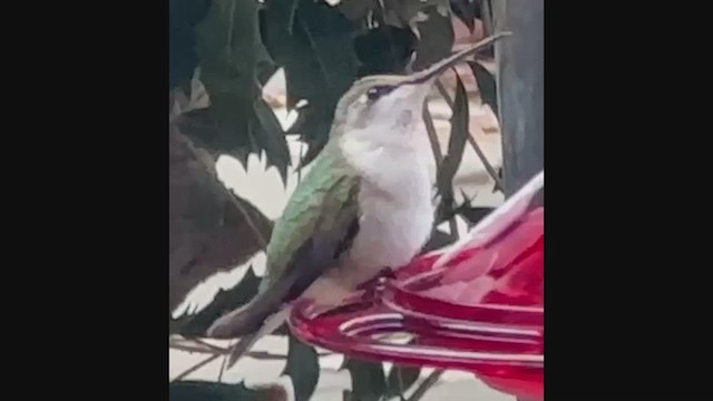 Ruby-throated Hummingbird - ML646752476