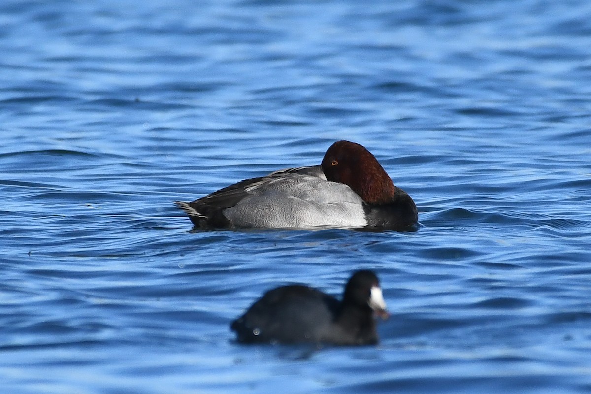 American Coot - ML646752477