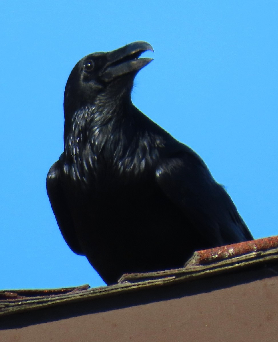 Common Raven - ML646752478