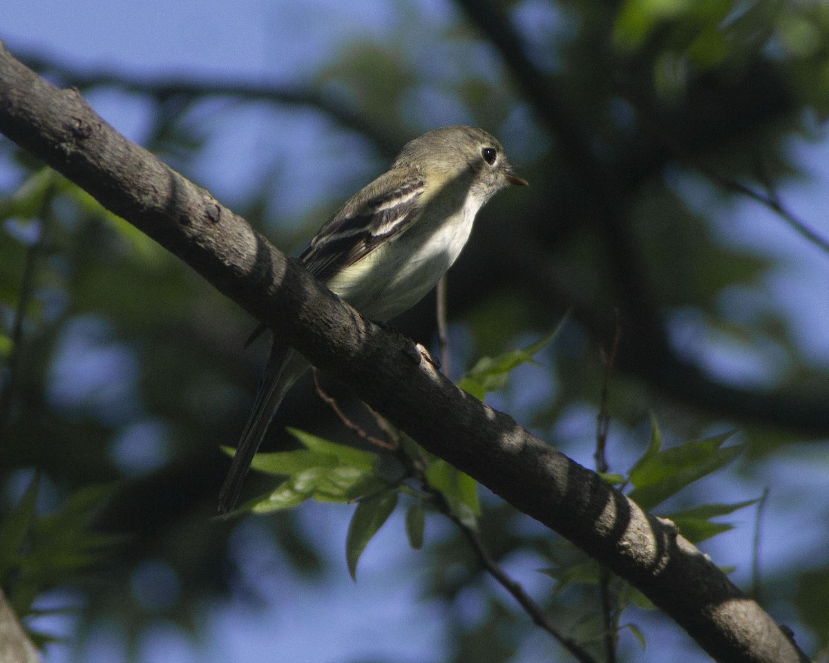 Least Flycatcher - ML646752479