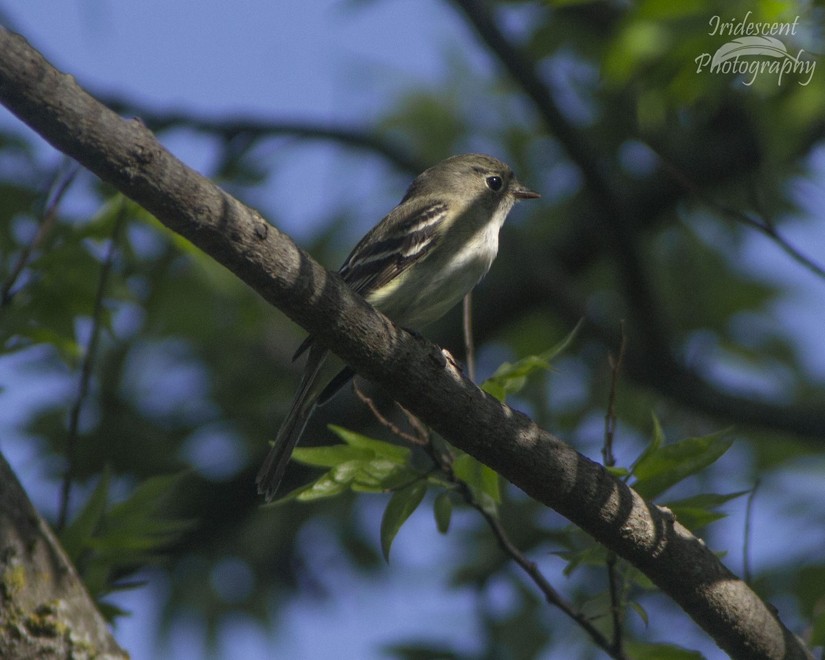 Least Flycatcher - ML646752480