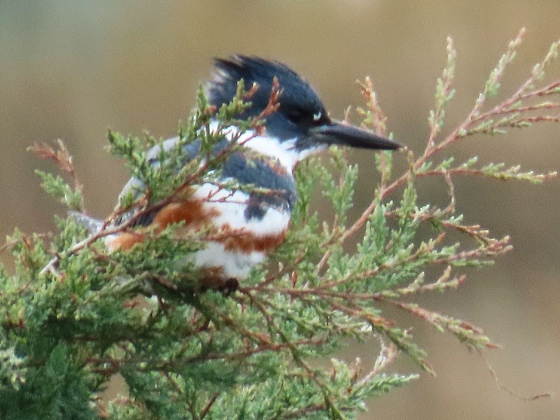Belted Kingfisher - ML646752482