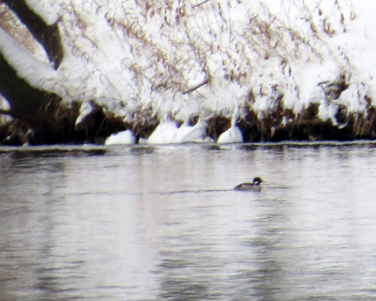 Bufflehead - ML646752483