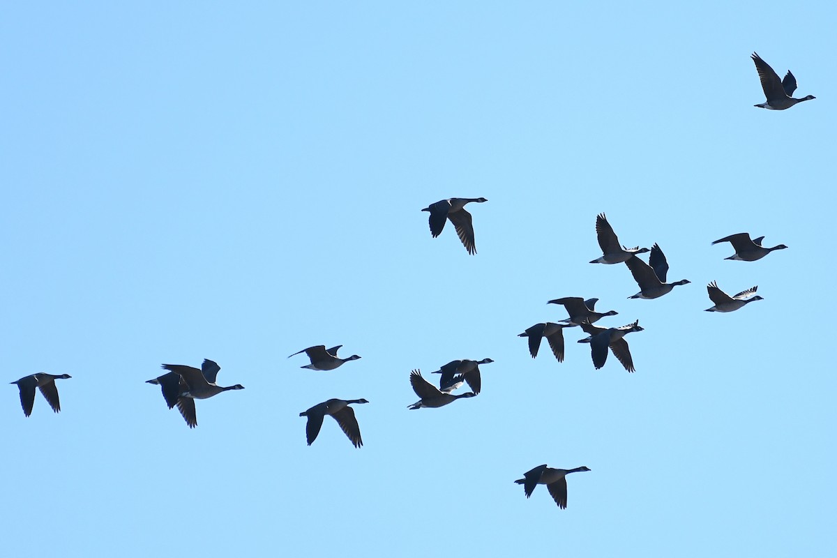 Cackling Goose - ML646752484