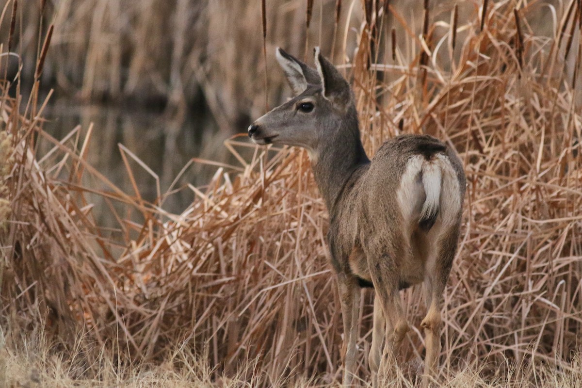 Mule Deer - ML646752493