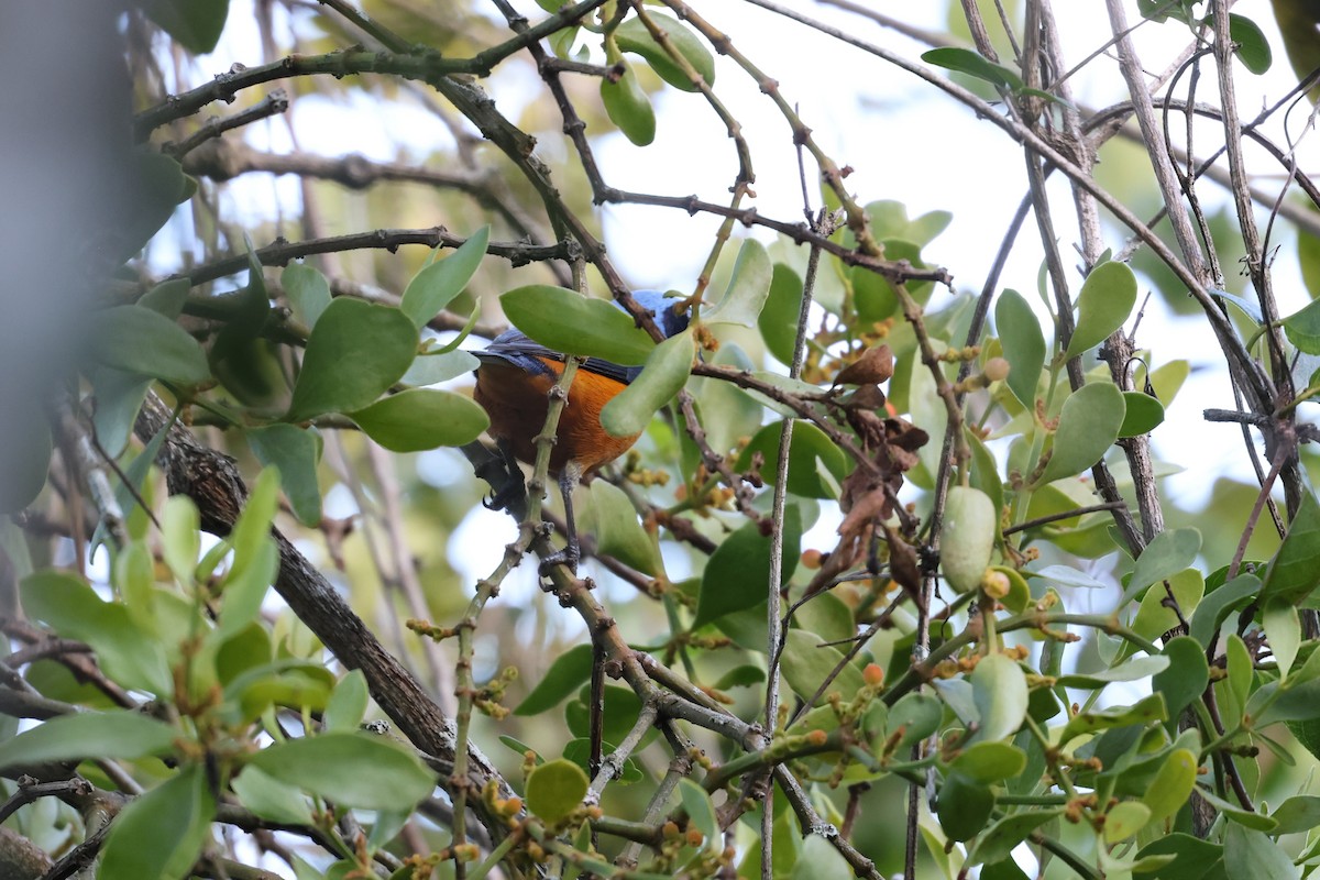 Hispaniolan Euphonia - ML646752496