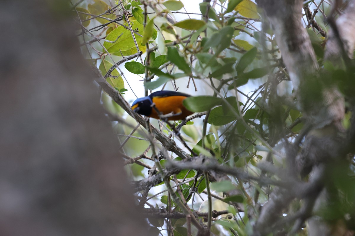 Hispaniolan Euphonia - ML646752497