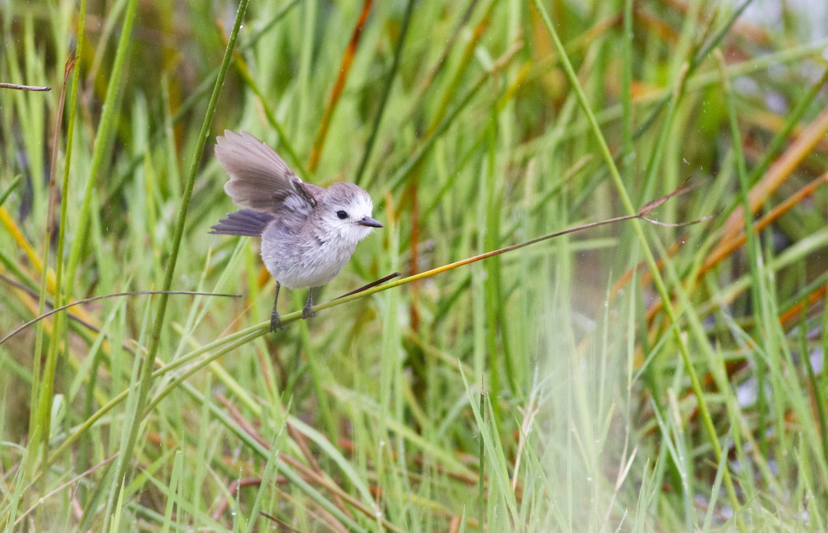 White-headed Marsh Tyrant - ML646752500
