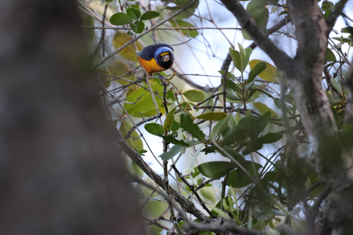 Hispaniolan Euphonia - ML646752502