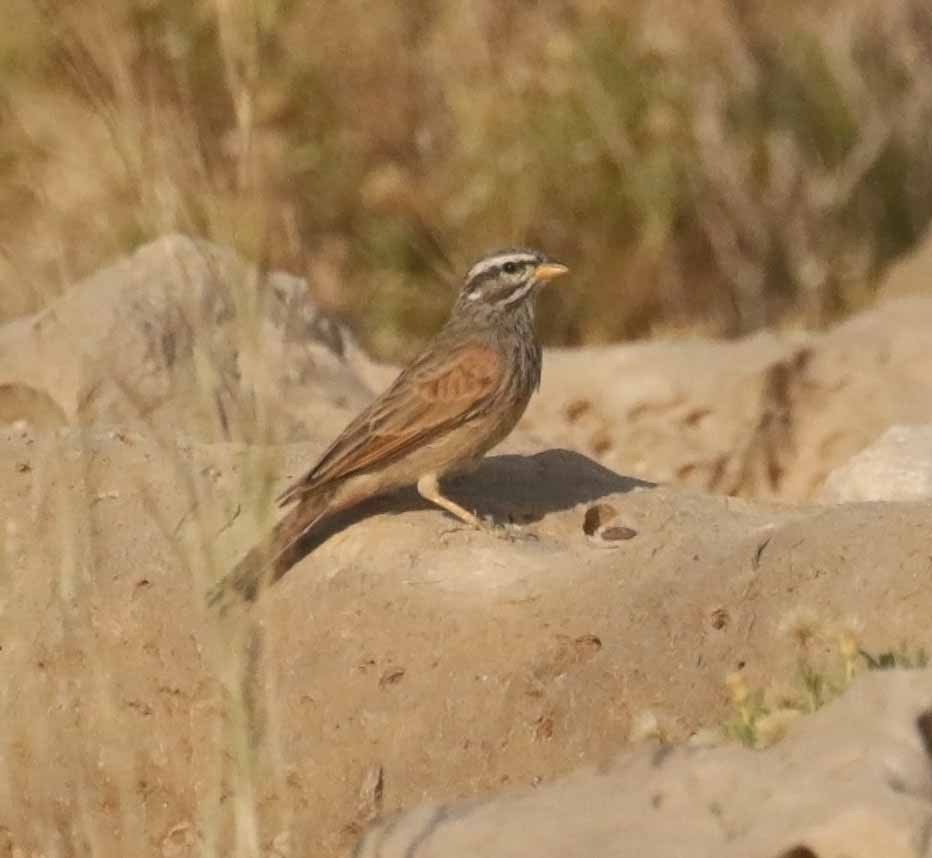 Пёстрая овсянка - ML646752505