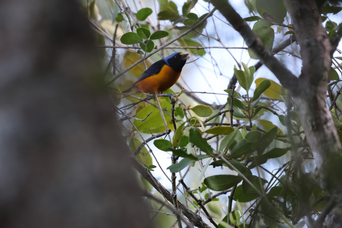 Hispaniolan Euphonia - ML646752506