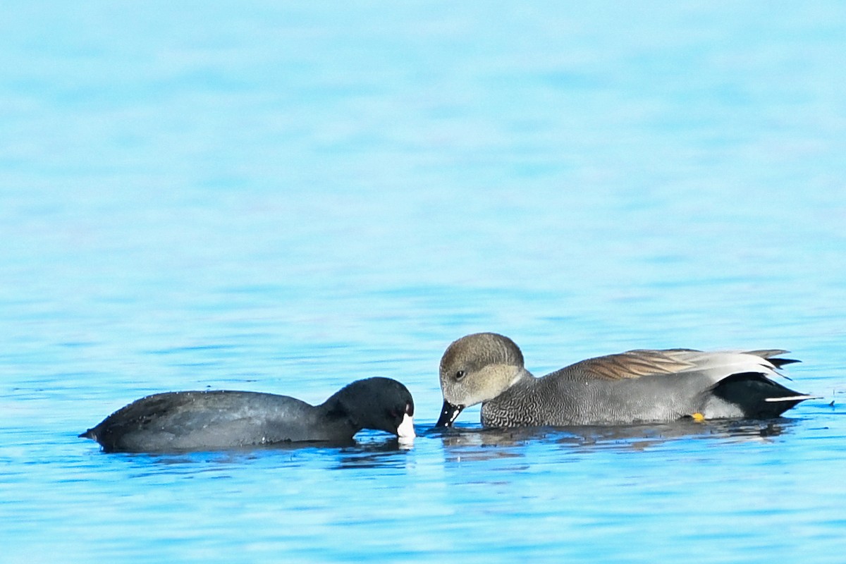 Boz Ördek - ML646752509