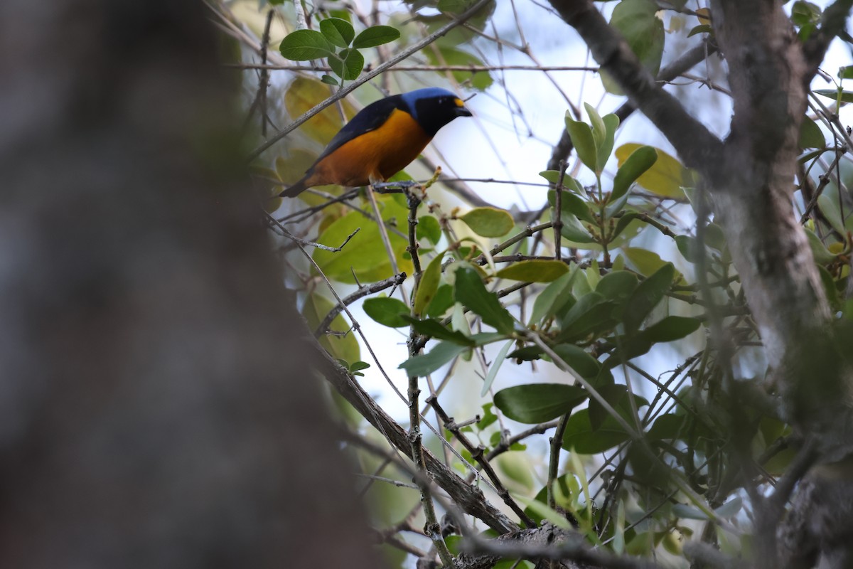 Hispaniolan Euphonia - ML646752514