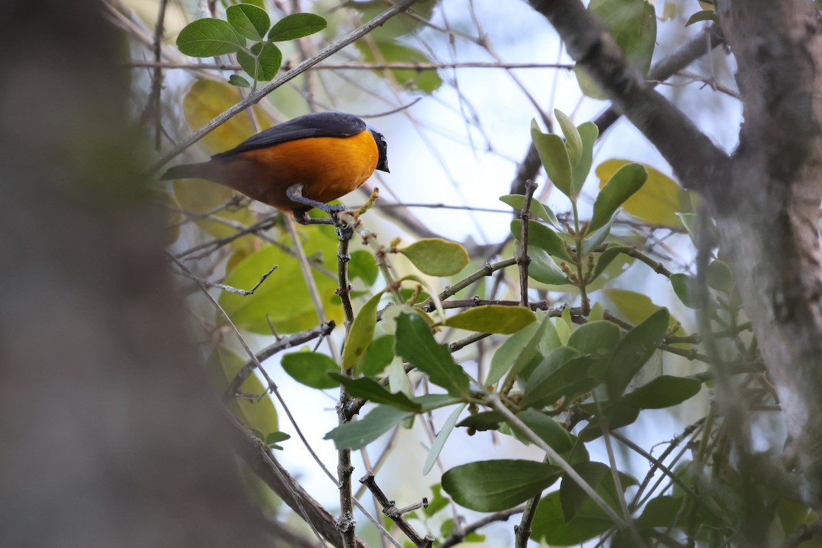 Hispaniolan Euphonia - ML646752516